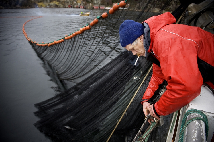 Sildefiske i Yrkjesfjorden (Stavanger Aftenblad/Pluss) (Foto: Kristian Jacobsen)